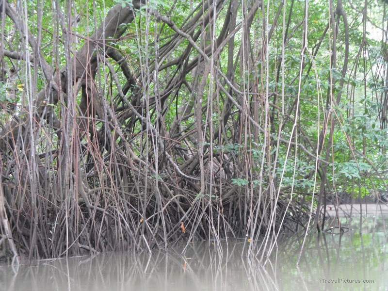 mangrove mangroves tree trees